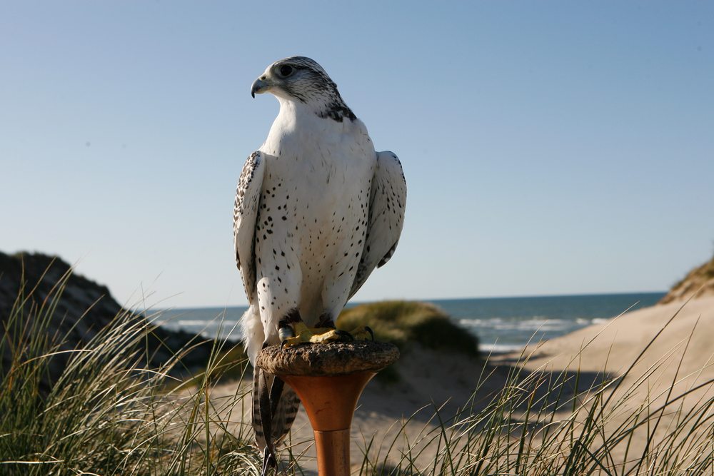 Hvid jagtfalk på blok i klitterne med havet i baggrunden